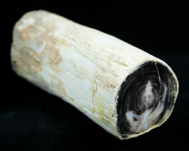 Petrified Wood Limb From Washington #1826